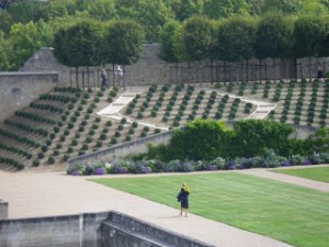 The gardens at the Royal Chateau Amboise  were designed in an English style with regularly placed and carefully manicured boxwoods as a focal point. 