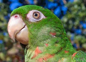 Cuba still has several species of wild parrots, although the birds are endangered since many have been captured as pets.
